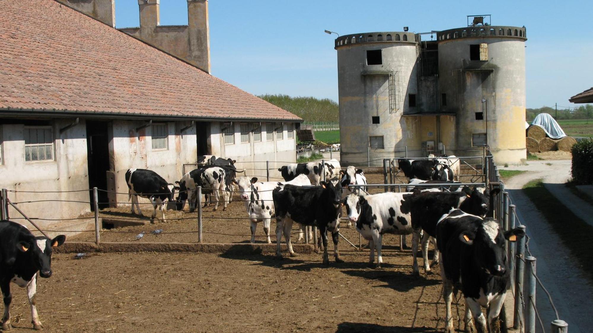 Agriturismo Corte Virgiliana 维尔吉利奥 客房 照片